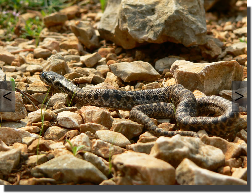 Elaphe quatuorlineata